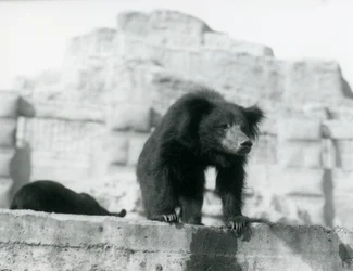 A Sloth Bear looks down from its enclosure in front of the Mappin Terraces, London Zoo, September 1914